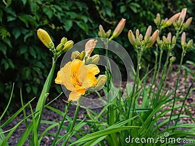 yellow blooming daylily flower Stock Photo