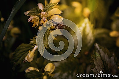 Yellow blooming nettle and bumblebee. Close-up of green leaves and yellow flowers in sunlight Stock Photo