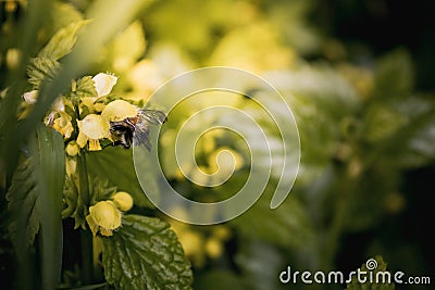 Yellow blooming nettle and bumblebee. Close-up of green leaves Stock Photo