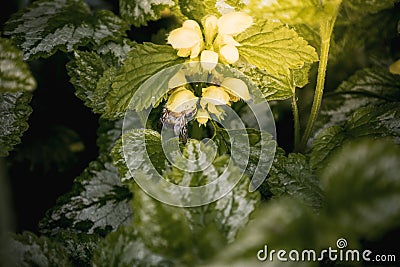 Yellow blooming nettle and bumblebee. Close-up of green leaves Stock Photo