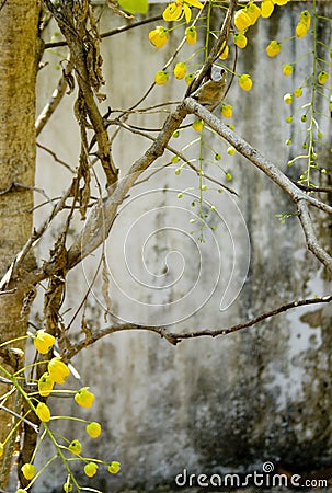 Yellow blossom with grunge wall background Stock Photo