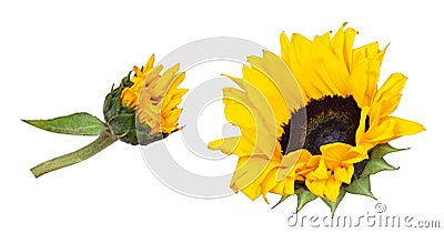 Yellow blossoming sunflower and bud Stock Photo