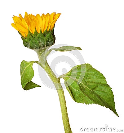 Yellow blossoming sunflower bud Stock Photo