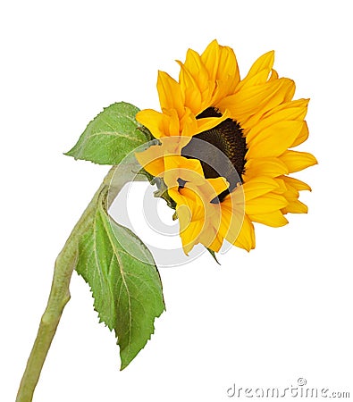 Yellow blossoming sunflower Stock Photo