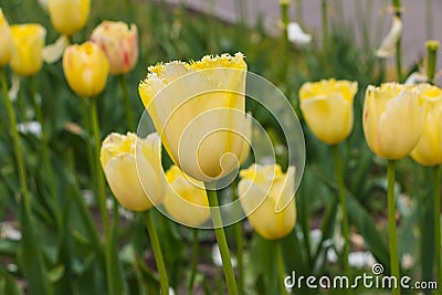 Yellow blossoming tulips in the garden Stock Photo