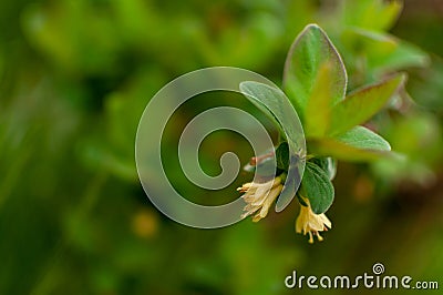 Yellow Blue-berried Honeysuckle flowers Stock Photo