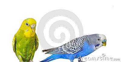 Yellow and blue Budgerigar isolated on white background.Melopsittacus undulatus.Budgerigar close up on the bird cage. Stock Photo