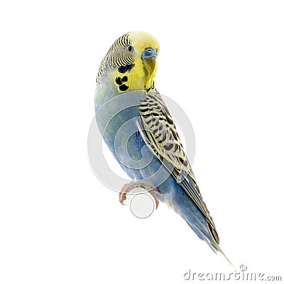 Yellow and blue budgie Stock Photo