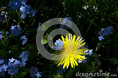 Yellow dandelion and blue field flouers Stock Photo