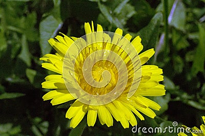 Yellow dandelion after rain in the garden Stock Photo