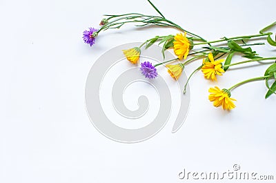 Yellow and blue flowers on a white background Stock Photo
