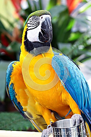 Yellow and Blue Parrot Stock Photo