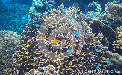 Yellow and blue tropical fishes in coral. Underwater landscape photo. Stock Photo