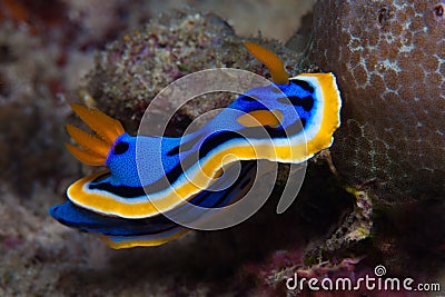 Yellow, blue, white, purple and black nudibranch. Underwater photo. Philippines Stock Photo