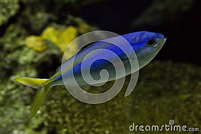 Yellow and blueback fusilier, beautiful fusilier, blue and gold fusilier, yellow-tail fusilier Caesio teres. Stock Photo
