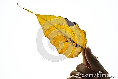 Yellow Bodhi leaf close up on white background, in hand Stock Photo