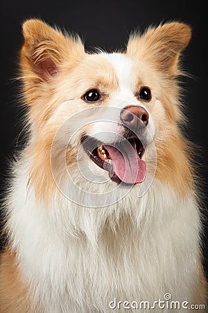 Yellow Border Collie Portrait Stock Photo