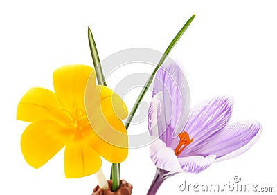 Yellow bouquet of crocuses Stock Photo