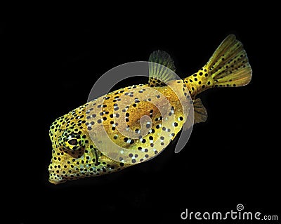 Yellow box fish puffer reef fish Stock Photo