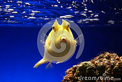 Yellow Boxfish Stock Photo