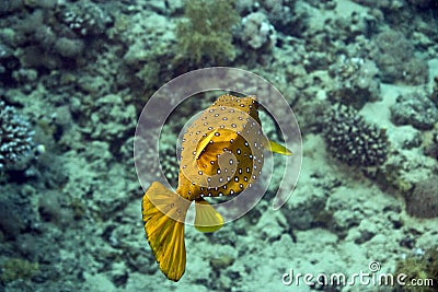 Yellow boxfish Stock Photo