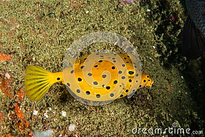 Yellow boxfish juvenile in Ambon, Maluku, Indonesia underwater photo Stock Photo