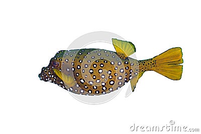 Yellow boxfish Stock Photo