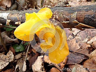 Yellow brain, golden jelly fungus, and witches` butter Stock Photo