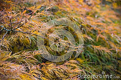 Yellow tree Acer palmatum is close, soft focus Stock Photo