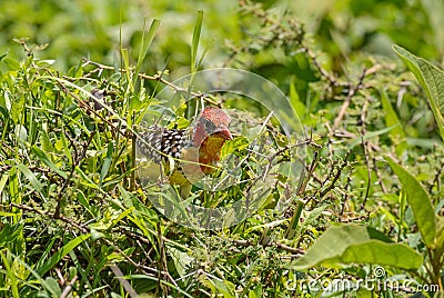 Yellow-breasted Barbet - Trachyphonus margaritatus Stock Photo