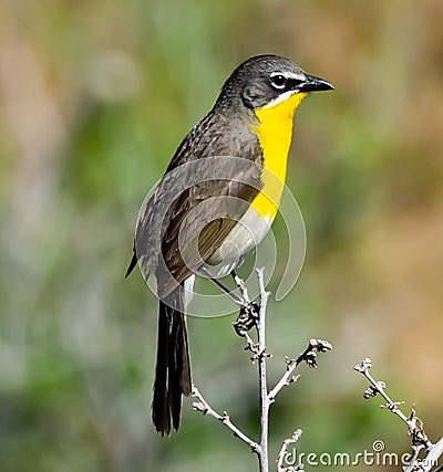 Yellow-breasted Chat in the Rocky Mountains Stock Photo