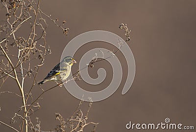 Yellow breasted greenfinch-Chloris spinoides on perch Stock Photo