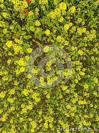 yellow bright blossoms in the field of the season of July white mustard top view in the Kiev region in Ukraine Stock Photo