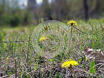 Yellow bright grass plant flower growing on ground Stock Photo