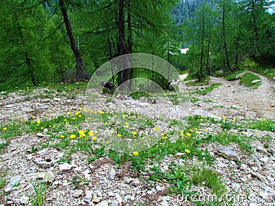 Yellow bristly hawkbit (Leontodon hispidus) flowers Stock Photo