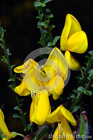 Yellow Broom flowers Stock Photo