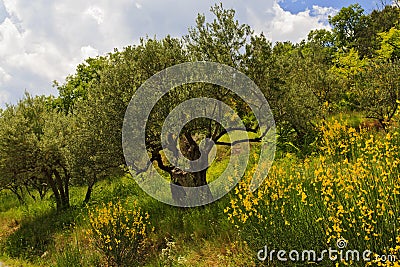 Yellow Broom with old Olive Trees Stock Photo