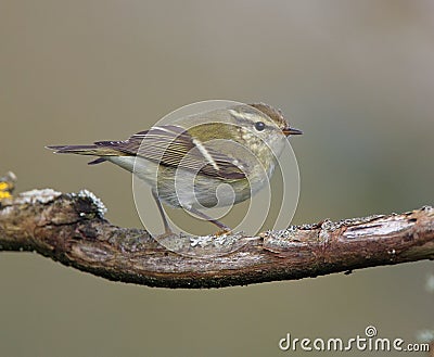 Yellow browed Warbler Stock Photo