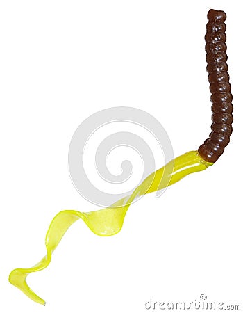 Brown and yellow fishing worm Stock Photo