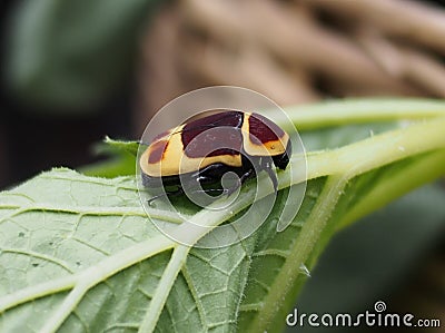 Yellow and brown beetle, Pachnoda marginata peregrina Stock Photo