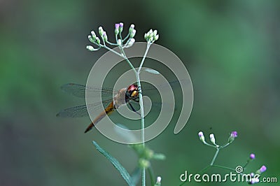 Yellow brown dragonfly above flower Stock Photo