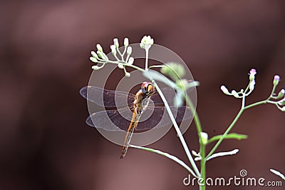 Yellow brown dragonfly above flower Stock Photo