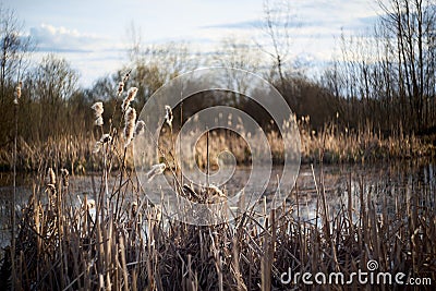 Yellow and brown dry reeds stands on the shore of forest lake. Early spring. Dry cat tails plant. Stock Photo