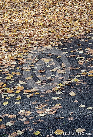 Yellow and brown foliage of during leaf fall on the ground park Stock Photo