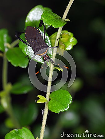 Yellow brown large bug, tropical beetles with yellow orange dots Stock Photo