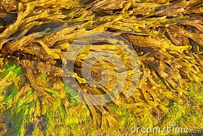 Yellow-brown seaweed Fucaceae taken close-up from a sunny day. Green algae from Irish sea. Horned Wrack Seaweed Pattern in the S Stock Photo