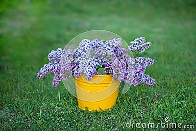 Yellow bucketof wonderfull full of delicious scent flowers lilac purple and blue colour. Stock Photo