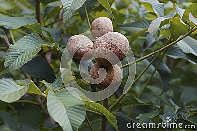 Yellow buckeye fruits Stock Photo