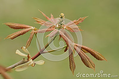 Yellow Buckeye Tree - Aesculus flava Stock Photo