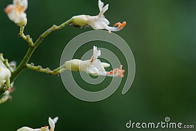 Yellow buckeye tree flower, Aesculus flava Stock Photo